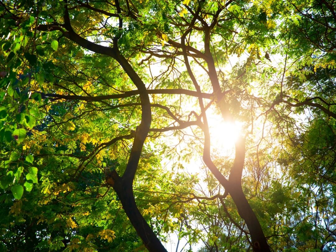 Sun-beam