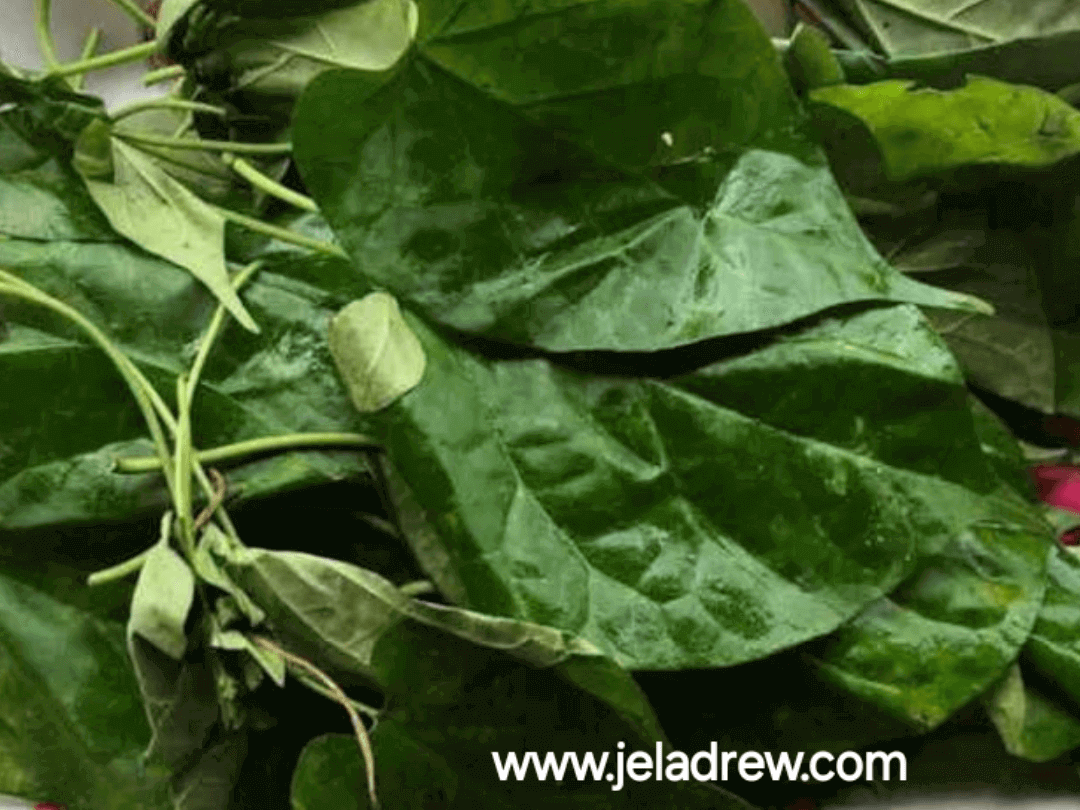 A-close-up-of-fresh-green-uziza-leaves