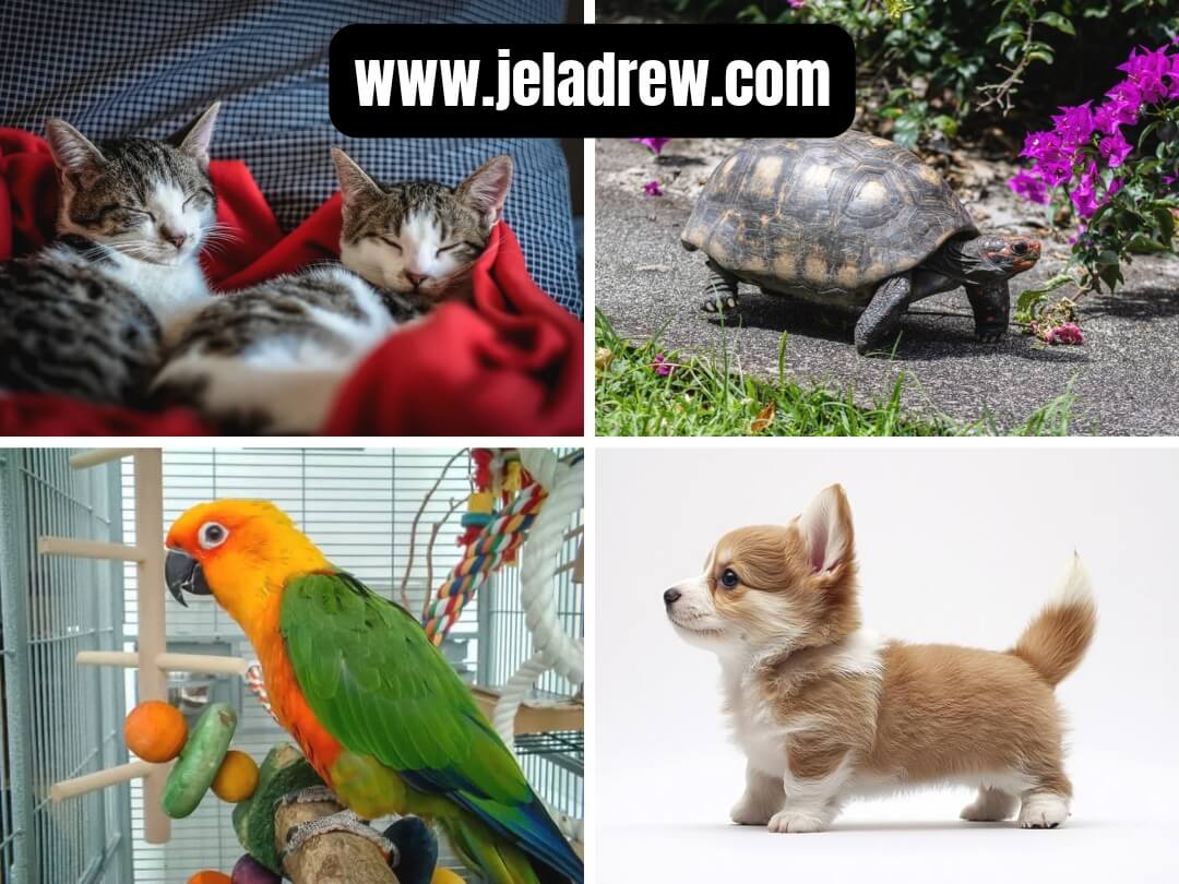 Favorite-pet-Cute-pet-collage-with-kitten-puppy-parrot-and-tortoise