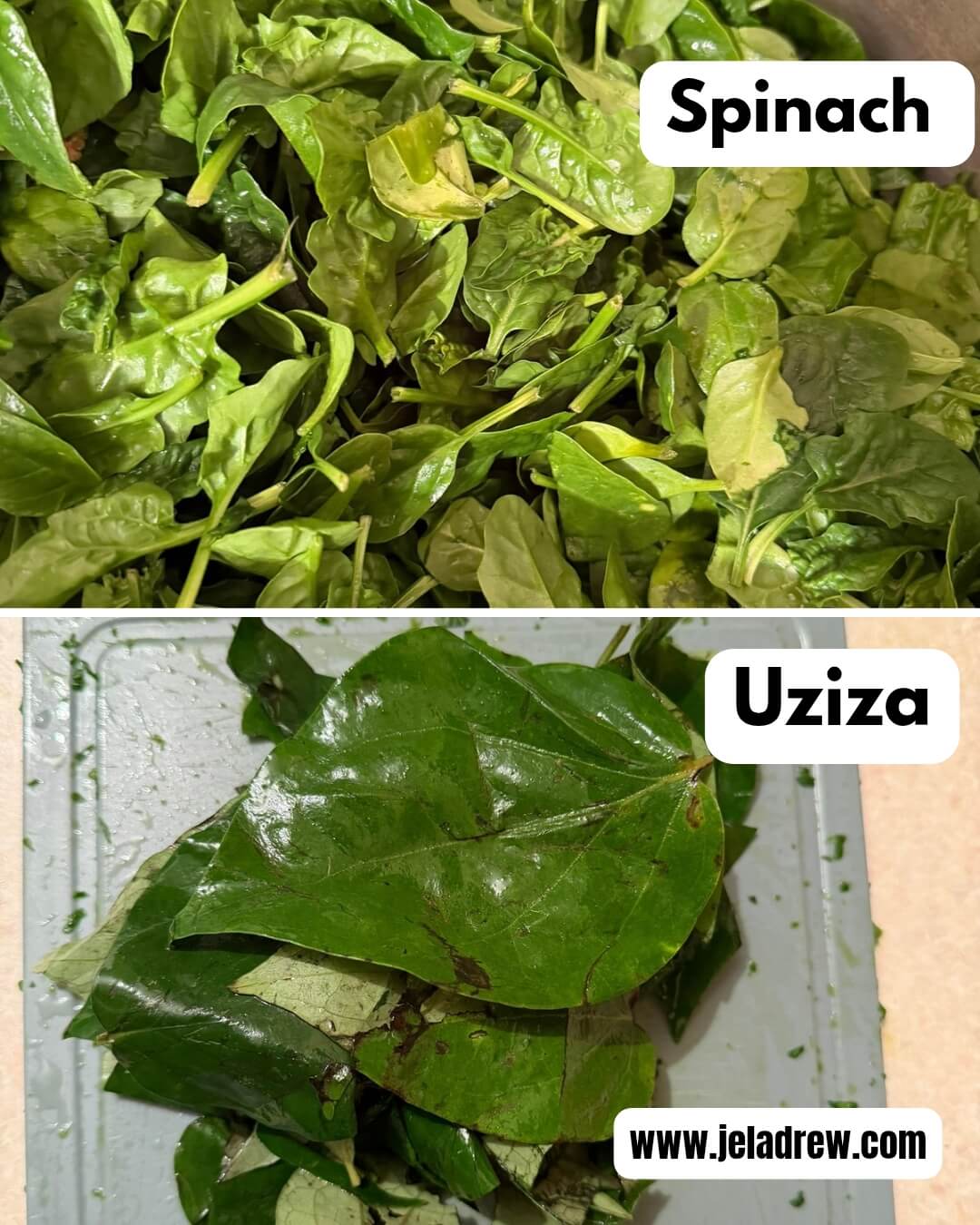 Uziza-spinach